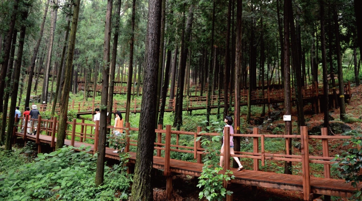 정남진 편백숲 우드랜드 전경