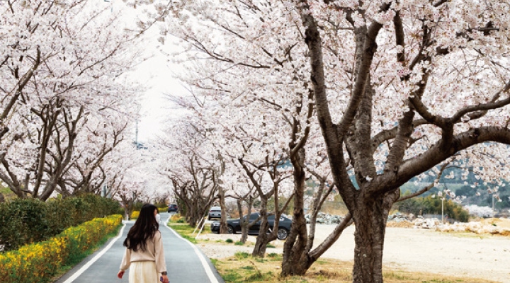 탐진강·남상천 벚꽃길