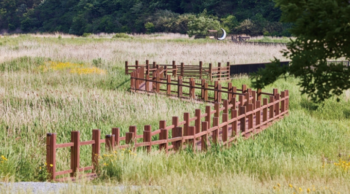 신풍습지 갈대