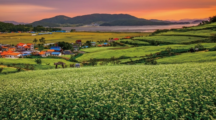 선학동마을 메밀