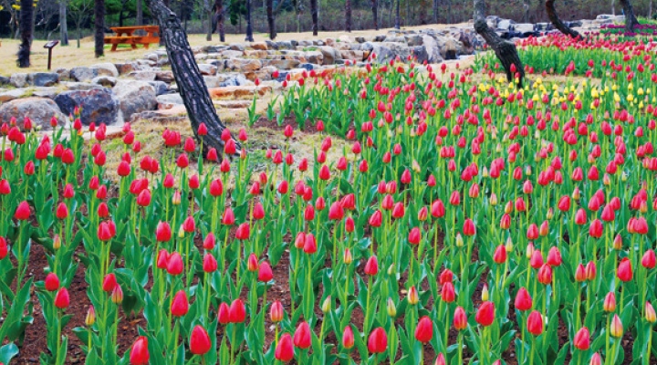 하늘빛수목정원 튤립