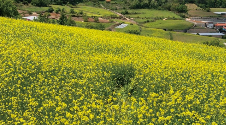 선학동마을 유채